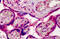 Exportin 1 antibody, MBS241668, MyBioSource, Immunohistochemistry frozen image 