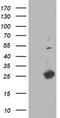 Thymidylate kinase antibody, TA503497, Origene, Western Blot image 