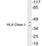 HLA class I histocompatibility antigen, A-69 alpha chain antibody, LS-C199885, Lifespan Biosciences, Western Blot image 