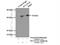 Sulfotransferase 1A3/1A4 antibody, 19499-1-AP, Proteintech Group, Immunoprecipitation image 