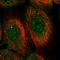 Gem Nuclear Organelle Associated Protein 5 antibody, HPA037393, Atlas Antibodies, Immunocytochemistry image 