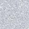 Polymeric Immunoglobulin Receptor antibody, NBP1-86504, Novus Biologicals, Immunohistochemistry paraffin image 
