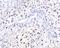 Gamma-Glutamyl Carboxylase antibody, A02643-1, Boster Biological Technology, Immunohistochemistry paraffin image 