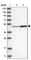 Thioredoxin domain-containing protein 5 antibody, HPA034677, Atlas Antibodies, Western Blot image 