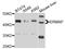 Erythroblast Membrane Associated Protein (Scianna Blood Group) antibody, STJ112457, St John