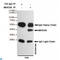 Mitogen-Activated Protein Kinase Kinase 6 antibody, LS-C813051, Lifespan Biosciences, Immunoprecipitation image 