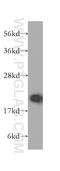 60S ribosomal protein L11 antibody, 16277-1-AP, Proteintech Group, Western Blot image 