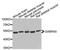 ATPase Na+/K+ Transporting Subunit Beta 2 antibody, PA5-76455, Invitrogen Antibodies, Western Blot image 