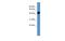 Olfactory Receptor Family 1 Subfamily S Member 1 (Gene/Pseudogene) antibody, MBS5301487, MyBioSource, Western Blot image 