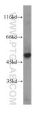 Retinoid-inducible serine carboxypeptidase antibody, 60086-1-Ig, Proteintech Group, Western Blot image 