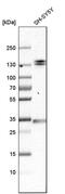 Elastin Microfibril Interfacer 1 antibody, PA5-51745, Invitrogen Antibodies, Western Blot image 