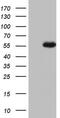 Nudix Hydrolase 12 antibody, MA5-26744, Invitrogen Antibodies, Western Blot image 