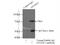 Autophagy Related 16 Like 1 antibody, 19812-1-AP, Proteintech Group, Immunoprecipitation image 