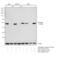 NFKB Inhibitor Alpha antibody, MA5-16152, Invitrogen Antibodies, Western Blot image 