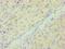 CD33 Molecule antibody, LS-C375424, Lifespan Biosciences, Immunohistochemistry frozen image 