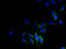 Cytochrome B-245 Beta Chain antibody, A50169-100, Epigentek, Immunofluorescence image 