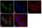 Fibroblast Growth Factor Receptor 4 antibody, 701179, Invitrogen Antibodies, Immunofluorescence image 