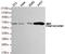 Coactivator Associated Arginine Methyltransferase 1 antibody, TA346901, Origene, Western Blot image 