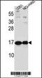 Pleiotrophin antibody, MBS9205936, MyBioSource, Western Blot image 