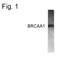 AT-Rich Interaction Domain 4B antibody, PA1-4419, Invitrogen Antibodies, Western Blot image 