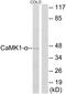 Calcium/Calmodulin Dependent Protein Kinase I antibody, A02576, Boster Biological Technology, Western Blot image 