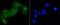 Eukaryotic Translation Initiation Factor 2A antibody, A02418S51, Boster Biological Technology, Immunocytochemistry image 