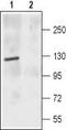 Glutamate Ionotropic Receptor NMDA Type Subunit 2C antibody, TA328834, Origene, Western Blot image 