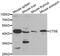 Cathepsin E antibody, MBS127356, MyBioSource, Western Blot image 