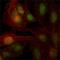 Zinc Finger And BTB Domain Containing 7B antibody, NBP1-42564, Novus Biologicals, Immunofluorescence image 