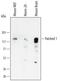 Patched 1 antibody, MAB41051, R&D Systems, Western Blot image 