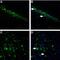 Neuroligin 1 antibody, PA5-77522, Invitrogen Antibodies, Immunohistochemistry frozen image 