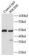 PDZ And LIM Domain 1 antibody, FNab06282, FineTest, Immunoprecipitation image 