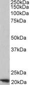 Apolipoprotein L3 antibody, 46-763, ProSci, Western Blot image 