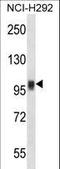 Nuclear Factor Of Activated T Cells 1 antibody, LS-C164842, Lifespan Biosciences, Western Blot image 