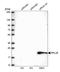 60S ribosomal protein L28 antibody, HPA050459, Atlas Antibodies, Western Blot image 