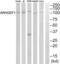 Rho Guanine Nucleotide Exchange Factor 1 antibody, abx014820, Abbexa, Western Blot image 