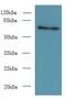 Zinc Finger Protein 133 antibody, LS-C377024, Lifespan Biosciences, Western Blot image 