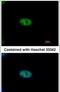 Negative Regulator Of Ubiquitin Like Proteins 1 antibody, PA5-27556, Invitrogen Antibodies, Immunofluorescence image 