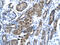 Small Nuclear RNA Activating Complex Polypeptide 2 antibody, 31-239, ProSci, Immunohistochemistry frozen image 