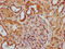 Ribonuclease H1 antibody, CSB-PA019801LA01HU, Cusabio, Immunohistochemistry frozen image 