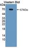 Nuclear Receptor Subfamily 1 Group D Member 2 antibody, LS-C373210, Lifespan Biosciences, Western Blot image 