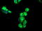 Neuroplastin antibody, TA504538, Origene, Immunofluorescence image 