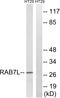 Ras-related protein Rab-7L1 antibody, A30753, Boster Biological Technology, Western Blot image 