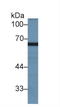 MX Dynamin Like GTPase 2 antibody, LS-C373759, Lifespan Biosciences, Western Blot image 