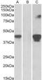 SLAM Family Member 8 antibody, PA5-37955, Invitrogen Antibodies, Western Blot image 