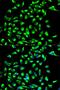 Chromogranin-B antibody, orb135270, Biorbyt, Immunofluorescence image 
