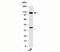 Toll Like Receptor 9 antibody, orb248106, Biorbyt, Western Blot image 