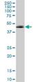 Adenosine A2a Receptor antibody, H00000135-B01P, Novus Biologicals, Western Blot image 