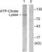 ATP Citrate Lyase antibody, LS-C117739, Lifespan Biosciences, Western Blot image 