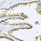 Gonadotropin Releasing Hormone 1 antibody, LS-C334177, Lifespan Biosciences, Immunohistochemistry frozen image 
